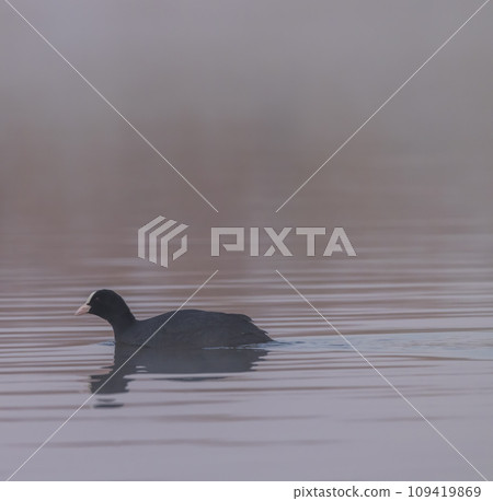 Black coot (Fulica atra, Fulica prior), Southern Bohemia, Czech Republic Black coot (Fulica atra, Fulica prior), Southern Bohemia, Czech Republic 109419869
