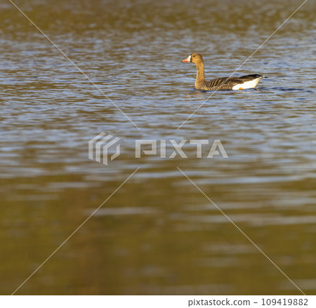 Great Goose, (Anser anser), Southern Bohemia, Czech Republic 109419882