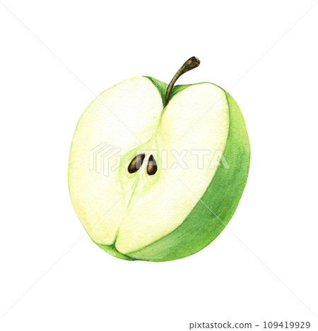 A half of green apple. Hand drawn botanical watercolor illustration isolated on white background. For clip art, cards, menu A half of green apple. Hand drawn botanical watercolor illustration isolated on white background. For clip art, cards, menu 109419929