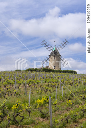 Windmill (Moulin a vent de Romaneche-Thorins), Chenas, Beaujolais, Saone-et-Loire, Bourgogne-Franche-Comte, France 109419959