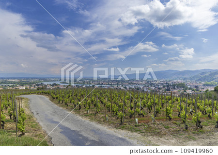 Grand cru vineyard, Tain l'Hermitage, Rhone-Alpes, France 109419960