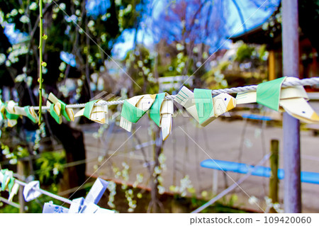 [Tokyo] Hatomori Hachiman Shrine in early spring, cute rows of pigeon fortune books 109420060