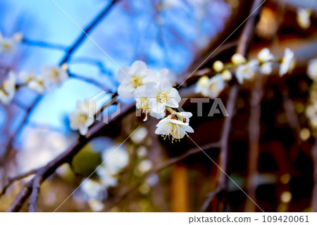 [Tokyo] White plum blossoms in full bloom on the grounds of Hatomori Hachiman Shrine in early spring 109420061