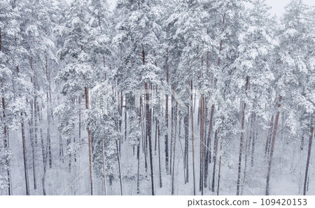 pine trees covered with snow 109420153