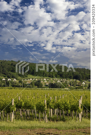 Traditional wine cellars (Gombos-hegyi pincesor) in Hercegkut, UNESCO site, Great Plain, North Hungary 109420334