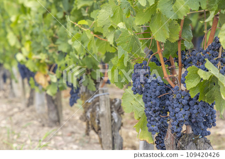 Typical vineyards near Pomerol, Aquitaine, France Typical vineyards near Pomerol, Aquitaine, France 109420426