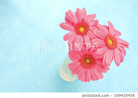粉紅色非洲菊可愛花束素材 粉紅色非洲菊可愛花束素材 109420456