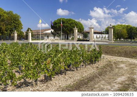 Typical vineyards near Chateau Dauzac, Margaux, Medoc, Bordeaux, Aquitaine, France 109420635