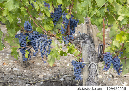 Vineyards with Merlot near Chateau Dauzac, Margaux, Medoc, Bordeaux, Aquitaine, France Vineyards with Merlot near Chateau Dauzac, Margaux, Medoc, Bordeaux, Aquitaine, France 109420636