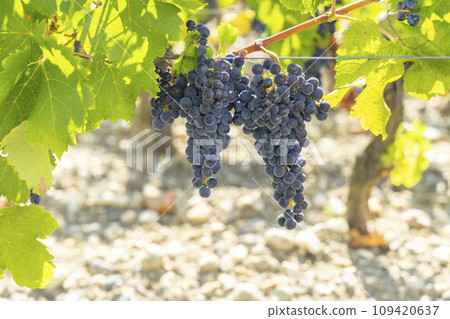 Vineyards with Cabernet Sauvignon near Chateau Dauzac, Margaux, Medoc, Bordeaux, Aquitaine, France 109420637