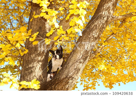 波士頓梗犬 Mighty 爬上毛呂山鎮一棵美麗的銀杏樹，眺望鄉村♡ 109420638