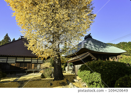 Large ginkgo tree at Seirenji Temple 109420649