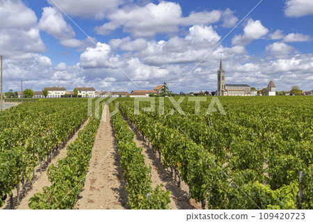 Typical vineyards near Pomerol, Aquitaine, France 109420723