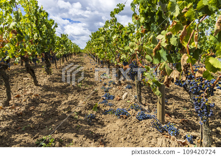 Reduction of ripening grapes to produce highest quality wines in Bordeaux, France Reduction of ripening grapes to produce highest quality wines in Bordeaux, France 109420724
