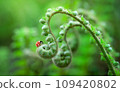Beautiful macro nature background of ladybugs on curly fern plant leaf. Spring floral template 109420802