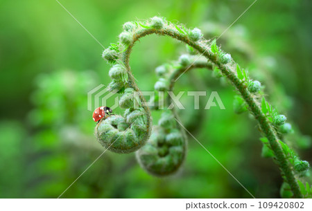 Beautiful macro nature background of ladybugs on curly fern plant leaf. Spring floral template 109420802