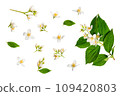 Set of beautiful jasmine flowers and branches isolated on white background closeup 109420803