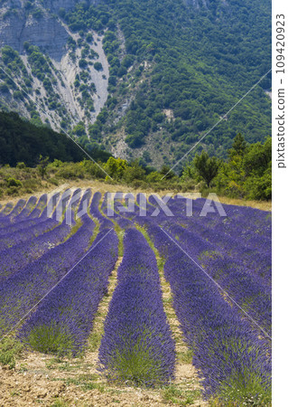 Lavender field near Montbrun les Bains and Sault, Provence, France 109420923