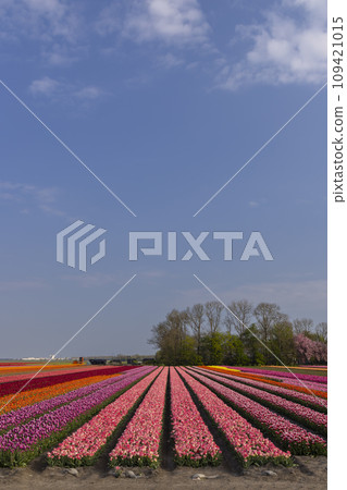Field of tulips near Lemmer, Friesland, Netherlands 109421015