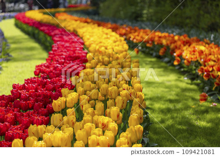 Keukenhof flower garden - largest tulip park in world, Lisse, Netherlands Keukenhof flower garden - largest tulip park in world, Lisse, Netherlands 109421081