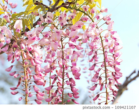 Blue sky and pink wisteria flowers Blue sky and pink wisteria flowers 109421107