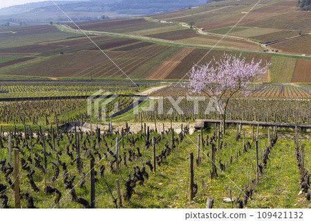Early spring vineyards near Aloxe-Corton, Burgundy, France 109421132