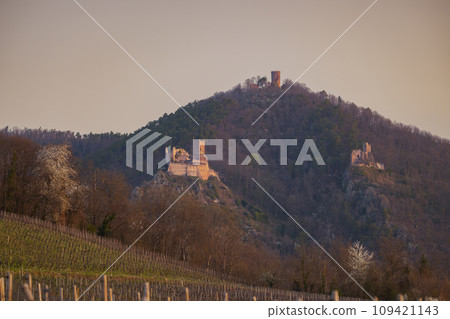 Chateau de Saint-Ulrich ruins, Chateau du Girsberg ruins and Chateau du Haut-Ribeaupierre near Ribeauville, Alsace, France 109421143