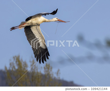 White stork (ciconia ciconia), early spring near Hunawihr, Alsace, France 109421144