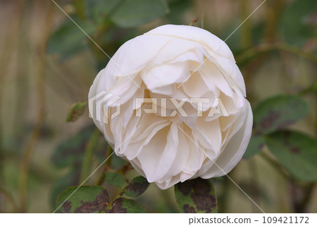 玫瑰 (La Petite Poire) 玫瑰 (La Petite Poire) 109421172