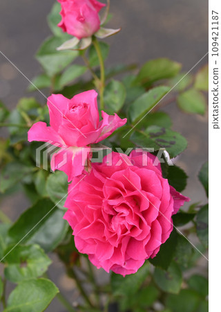 Rose (Angel Laura) 109421187