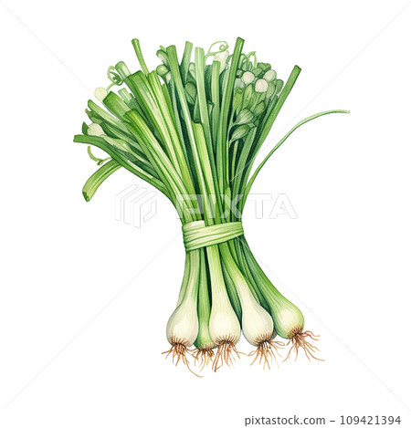 bunch of green onions realistic watercolor drawing. spices and herbs, seasonings 109421394