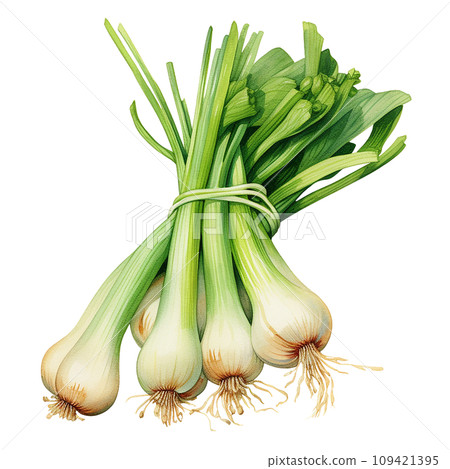 bunch of green onions realistic watercolor drawing. spices and herbs, seasonings 109421395