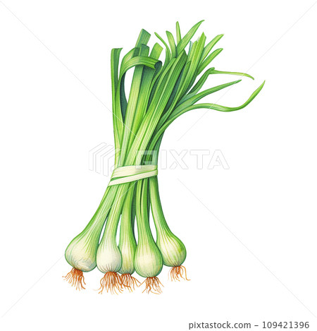 bunch of green onions realistic watercolor drawing. spices and herbs, seasonings bunch of green onions realistic watercolor drawing. spices and herbs, seasonings 109421396