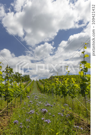 Vineyards with flovers near Cejkovice, Southern Moravia, Czech Republic Vineyards with flovers near Cejkovice, Southern Moravia, Czech Republic 109421432