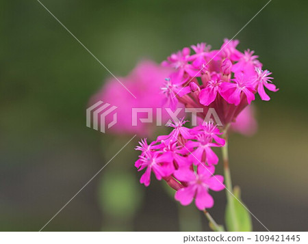 上來的石竹花 上來的石竹花 109421445
