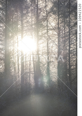 清晨的陽光穿過冰冷的森林 109421520
