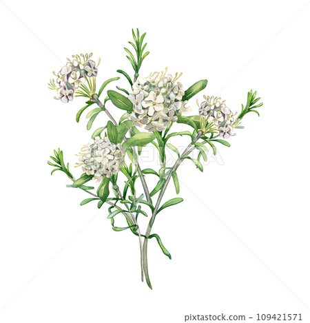 Watercolor illustration bunch of labrador tea flowers isolated on white background. Painted floral sprig of wild rosemary in gentle colors. Wedding elements with light flowers. Design for Easter card Watercolor illustration bunch of labrador tea flowers isolated on white background. Painted floral sprig of wild rosemary in gentle colors. Wedding elements with light flowers. Design for Easter card 109421571