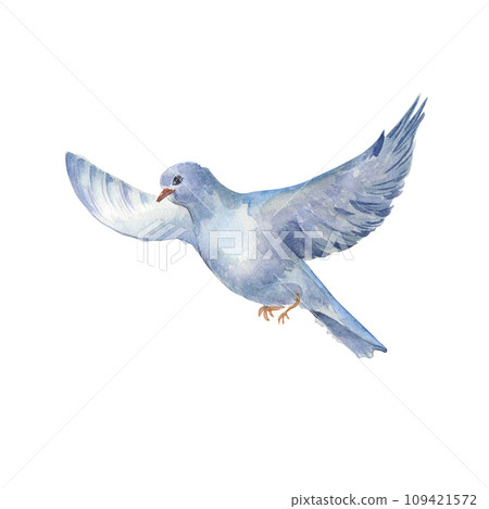 Watercolor illustration of a flying bird with spread wings isolated on white background. Hand drawn magpie sandpipe in pastel colors. Painted pegion bird. Design element for card, spring composition 109421572