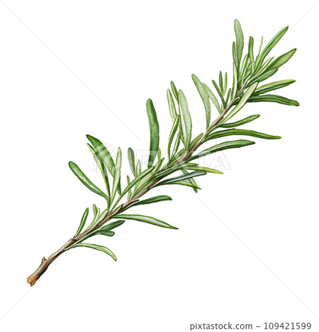 sprig of rosemary realistic watercolor drawing. spices and herbs, seasonings sprig of rosemary realistic watercolor drawing. spices and herbs, seasonings 109421599
