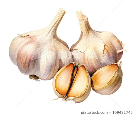 garlic realistic watercolor drawing. spices and seasonings, food ingredients 109421743
