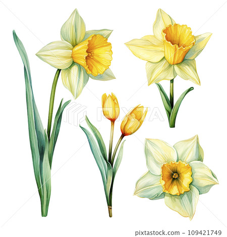 watercolor drawing of narcissus flowers. set of yellow spring narcissus flowers, clipart 109421749