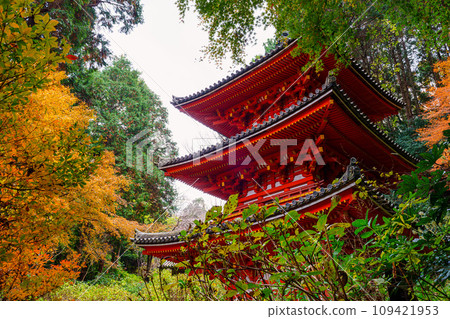 [Kyoto Prefecture] Kizugawa City Iwafune Temple (Photo taken on 2023/11/29) 109421953