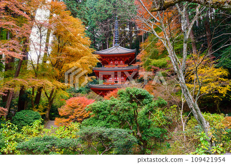 [Kyoto Prefecture] Kizugawa City Iwafune Temple (Photo taken on 2023/11/29) 109421954