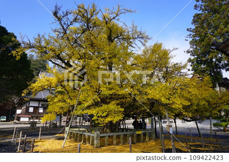 岡山縣久門院町指定天然紀念物:炭上寺大銀杏樹 岡山縣久門院町指定天然紀念物:炭上寺大銀杏樹 109422423
