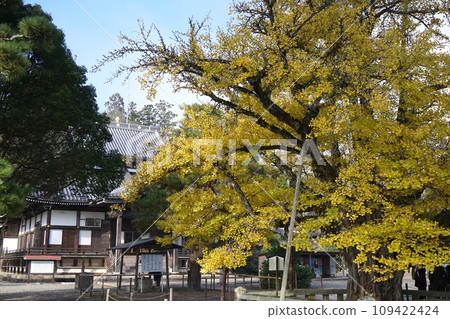 岡山縣久門院町指定天然紀念物：炭上寺大銀杏樹 109422424