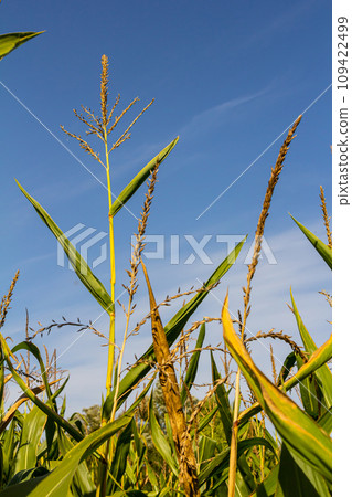 Corn field close up. Selective focus. Green Maize Corn Field Plantation in Summer Agricultural Season. Close up of corn on the cob in a field Corn field close up. Selective focus. Green Maize Corn Field Plantation in Summer Agricultural Season. Close up of corn on the cob in a field 109422499