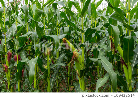 corn cob on a field in summer corn cob on a field in summer 109422514