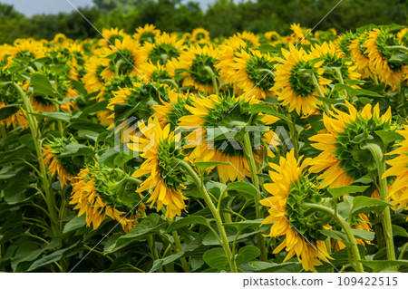 Sunflower field with yellow flowers and bees, pollination of sunflower field by bees in summer Sunflower field with yellow flowers and bees, pollination of sunflower field by bees in summer 109422515