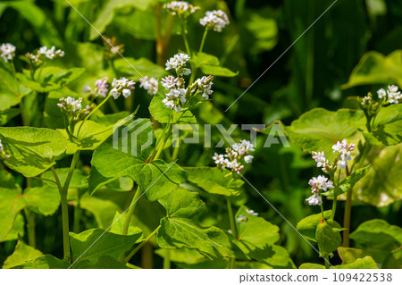 buckwheat flower on the field buckwheat flower on the field 109422538