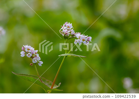buckwheat flower on the field buckwheat flower on the field 109422539